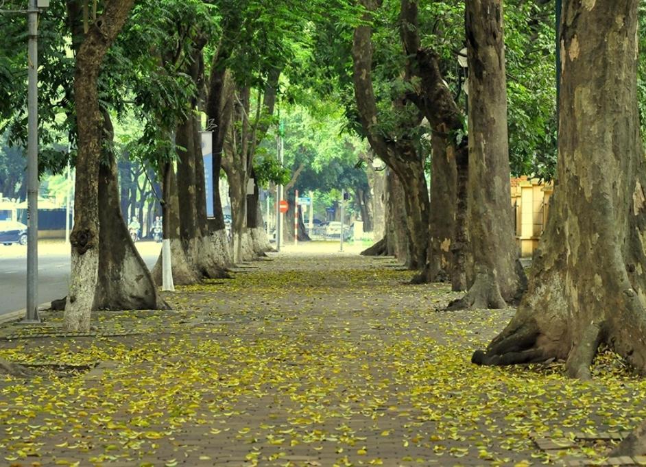 Da Tree Homestay Hanoi Luaran gambar